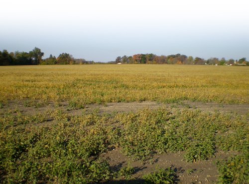 Property photo 7 - 202+/- Acres Offered in 7 Tracts